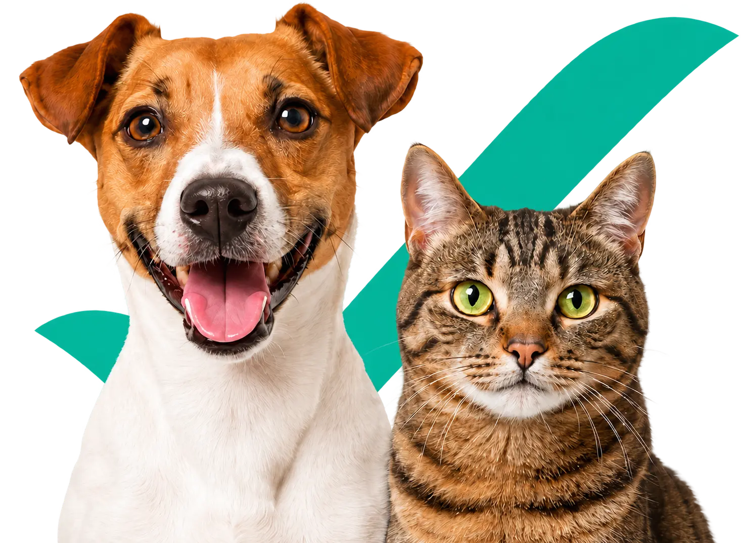 Un perro y un gato